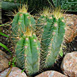 Pilosocereus glaucochrous