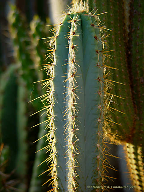 Pilosocereus glaucochrous