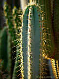 Pilosocereus glaucochrous