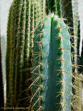 Pilosocereus glaucochrous