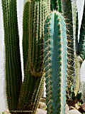 Pilosocereus glaucochrous