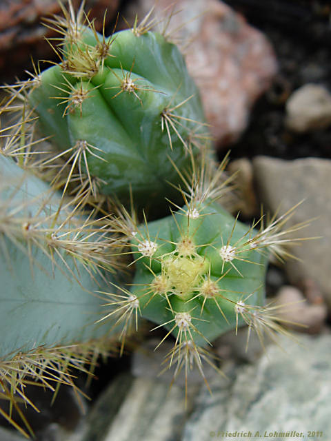 Pilosocereus glaucochrous