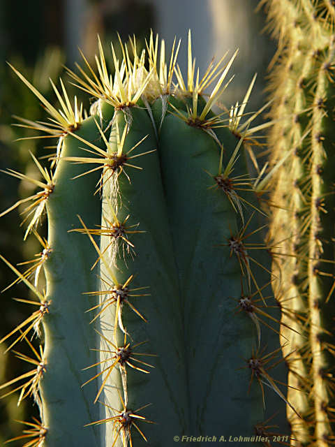 Pilosocereus glaucochrous