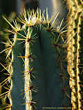 Pilosocereus glaucochrous