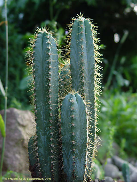 Pilosocereus glaucochrous