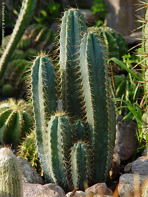 Pilosocereus glaucochrous