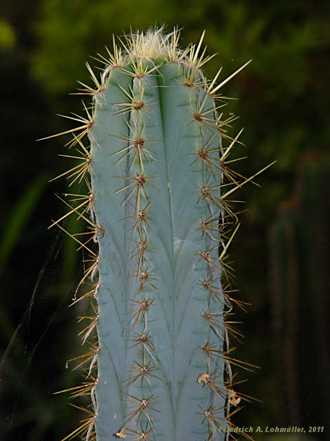 Pilosocereus glaucochrous