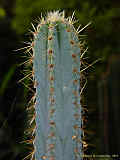 Pilosocereus glaucochrous