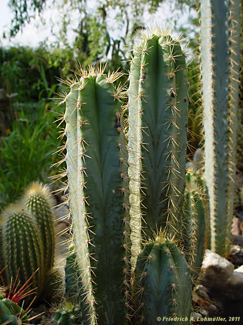 Pilosocereus glaucochrous