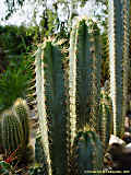 Pilosocereus glaucochrous