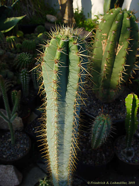 Pilosocereus glaucochrous