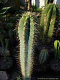 Pilosocereus glaucochrous