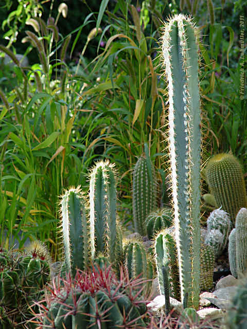 Pilosocereus glaucochrous