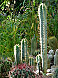 Pilosocereus glaucochrous