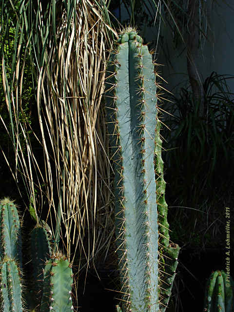 Pilosocereus glaucochrous