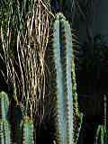 Pilosocereus glaucochrous