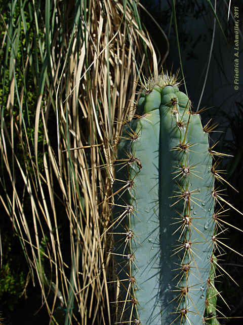 Pilosocereus glaucochrous