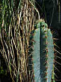 Pilosocereus glaucochrous