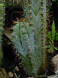 Pilosocereus glaucochrous