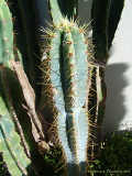 Pilosocereus glaucochrous