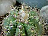 Pilosocereus pachycladus