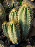 Pilosocereus pachycladus