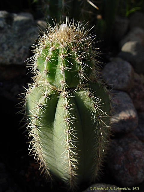 Pilosocereus pachycladus