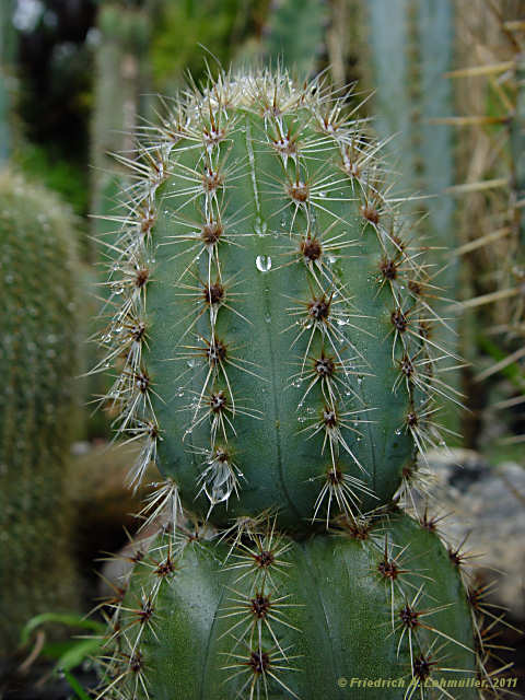 Pilosocereus pachycladus