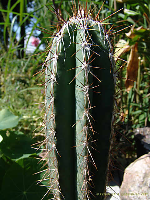 Pilosocereus leucocephalus, Pilosocereus palmeri, Cephalocereus palmeri