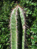 Pilosocereus leucocephalus, Pilosocereus palmeri, Cephalocereus palmeri