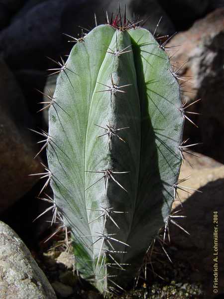 Polaskia chichipe