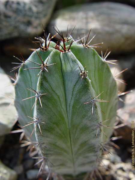 Polaskia chichipe