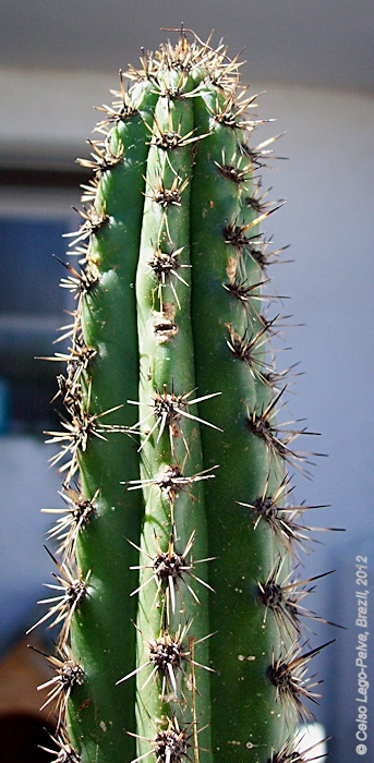 Praecereus euchlorus