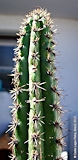 Praecereus euchlorus