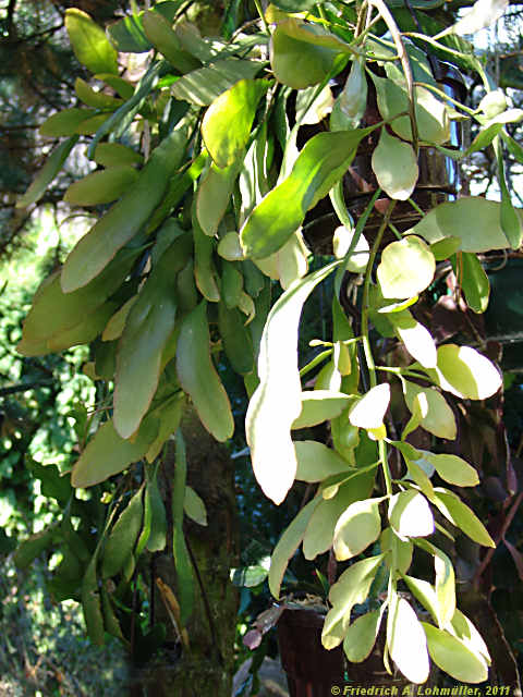 Pseudorhipsalis ramulosa, Rhispalis ramulosa, Rhipsalis purpusi