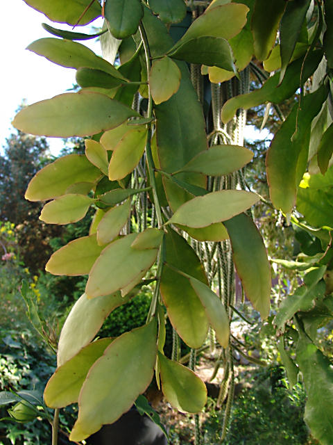 Pseudorhipsalis ramulosa, Rhispalis ramulosa, Rhipsalis purpusi