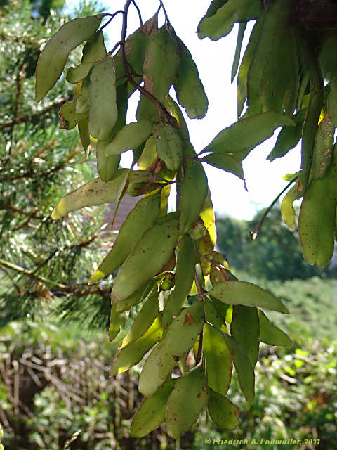 Pseudorhipsalis ramulosa, Rhispalis ramulosa, Rhipsalis purpusi