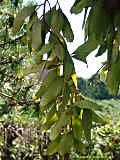 Pseudorhipsalis ramulosa, Rhispalis ramulosa, Rhipsalis purpusi