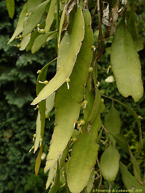 Pseudorhipsalis ramulosa, Rhispalis ramulosa, Rhipsalis purpusi