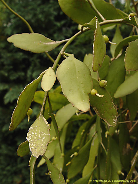 Pseudorhipsalis ramulosa, Rhispalis ramulosa, Rhipsalis purpusi