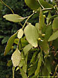 Pseudorhipsalis ramulosa, Rhispalis ramulosa, Rhipsalis purpusi