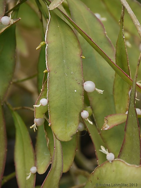 Pseudorhipsalis ramulosa, Rhispalis ramulosa, Rhipsalis purpusi