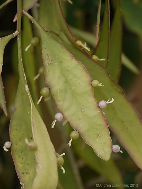 Pseudorhipsalis ramulosa, Rhispalis ramulosa, Rhipsalis purpusi