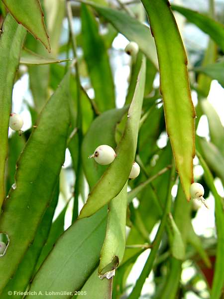 Pseudorhipsalis ramulosa, Rhispalis ramulosa, Rhipsalis purpusi