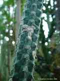 Rauhocereus riosaniensis