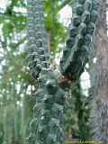 Rauhocereus riosaniensis