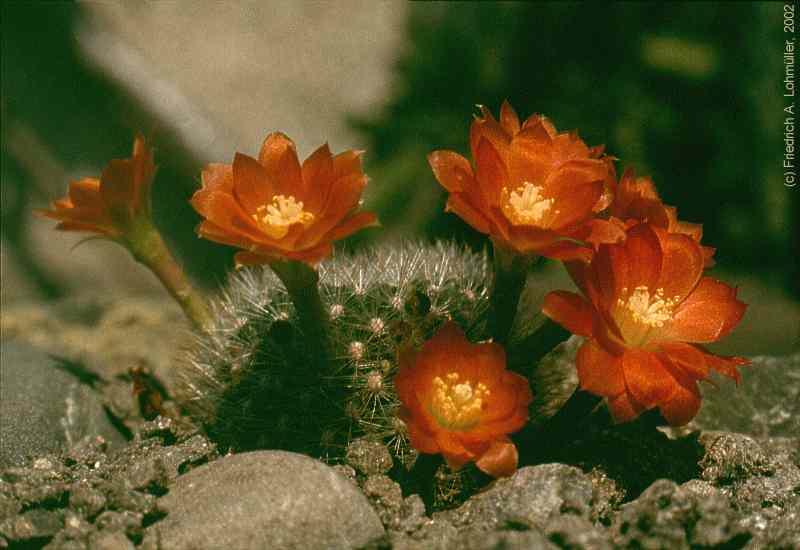 Rebutia aureiflora BACKEBERG