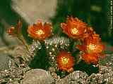 Rebutia aureiflora