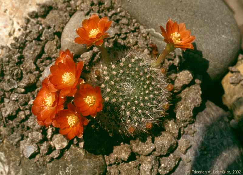 Rebutia aureiflora BACKEBERG