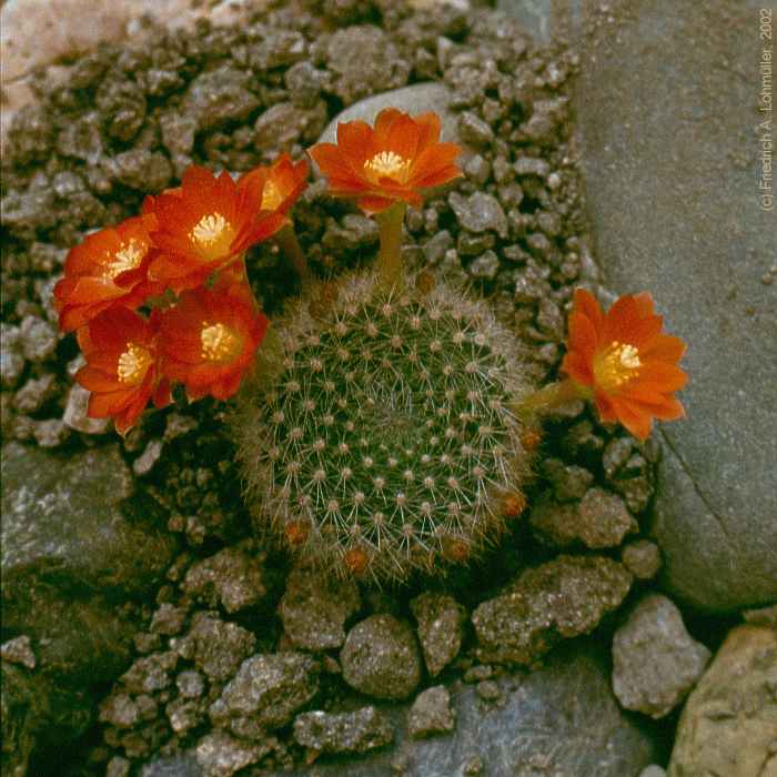 Rebutia aureiflora BACKEBERG